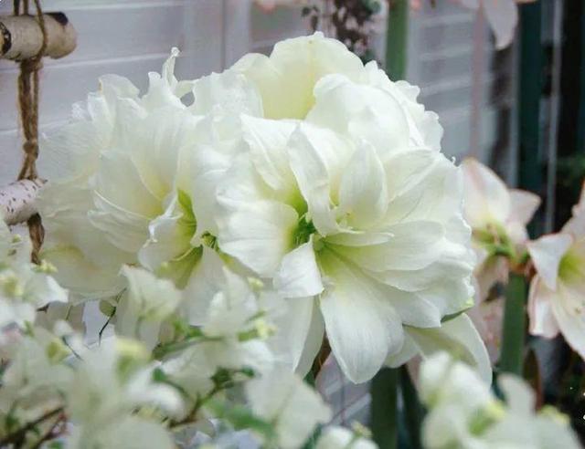 家裡光照不好，她爬房頂養花，建成人人羨慕的花園！