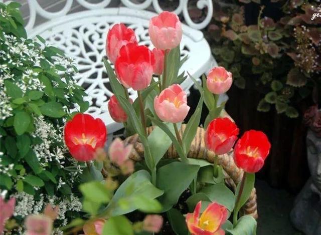 家裡光照不好，她爬房頂養花，建成人人羨慕的花園！