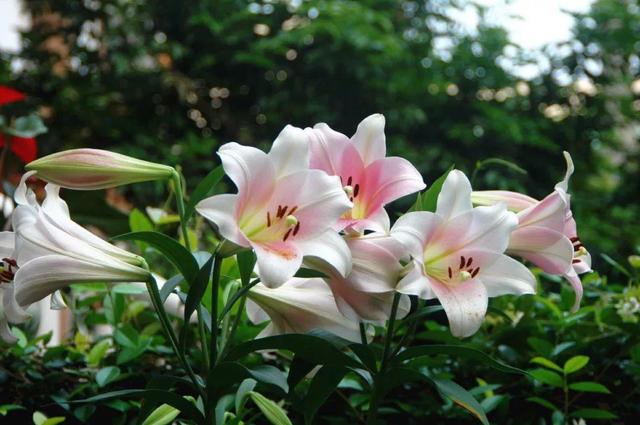 家裡光照不好，她爬房頂養花，建成人人羨慕的花園！