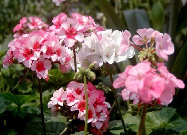 家裡光照不好，她爬房頂養花，建成人人羨慕的花園！