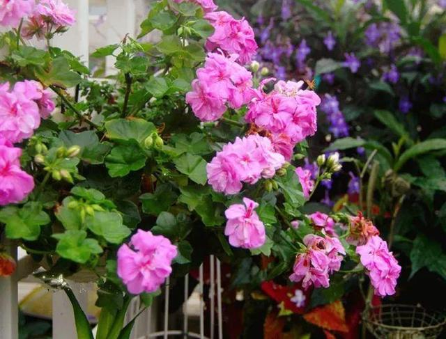 家裡光照不好，她爬房頂養花，建成人人羨慕的花園！