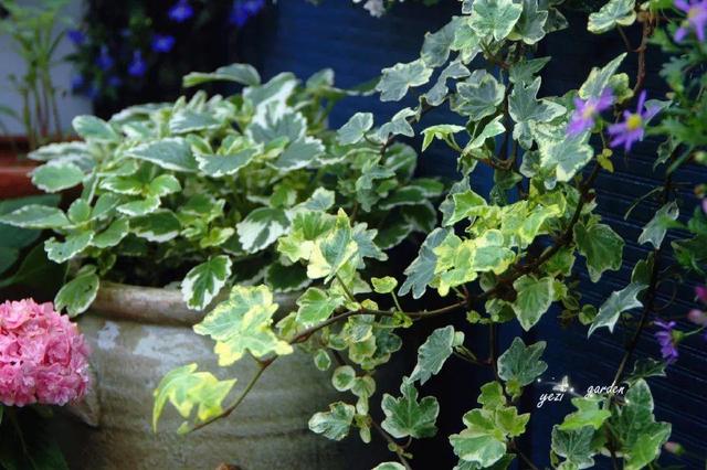 家裡光照不好，她爬房頂養花，建成人人羨慕的花園！