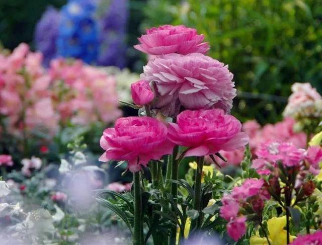 家裡光照不好，她爬房頂養花，建成人人羨慕的花園！