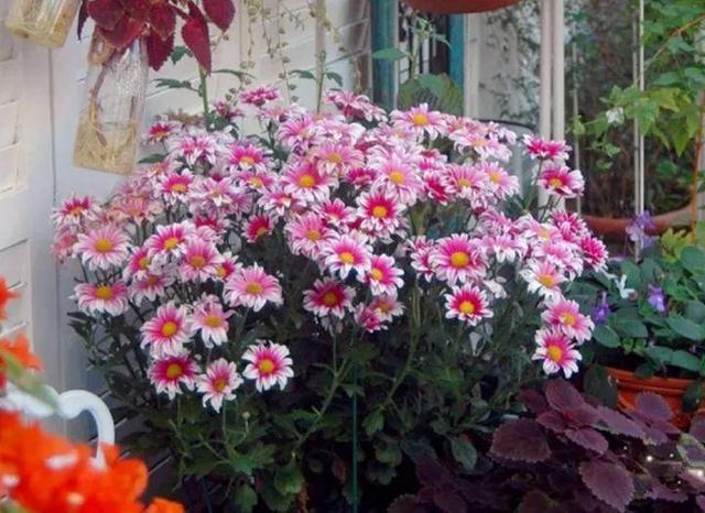 家裡光照不好，她爬房頂養花，建成人人羨慕的花園！