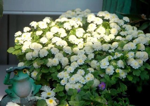 家裡光照不好，她爬房頂養花，建成人人羨慕的花園！