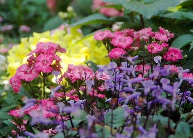 家裡光照不好，她爬房頂養花，建成人人羨慕的花園！