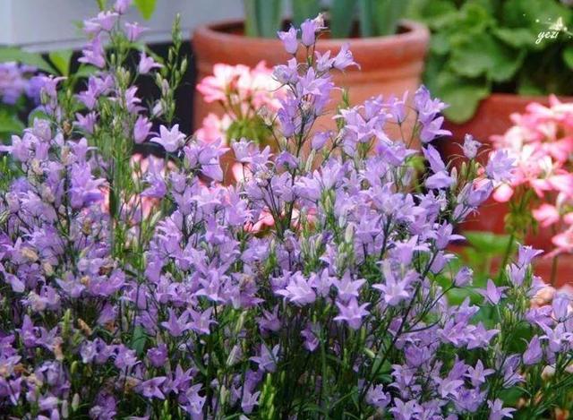 家裡光照不好，她爬房頂養花，建成人人羨慕的花園！