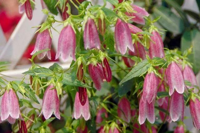 家裡光照不好，她爬房頂養花，建成人人羨慕的花園！