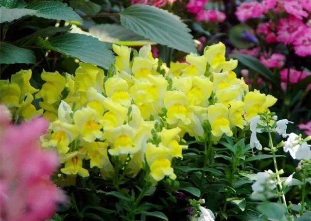 家裡光照不好，她爬房頂養花，建成人人羨慕的花園！