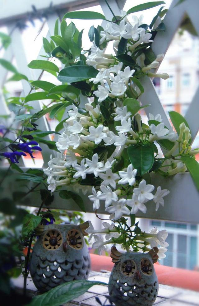 家裡光照不好，她爬房頂養花，建成人人羨慕的花園！