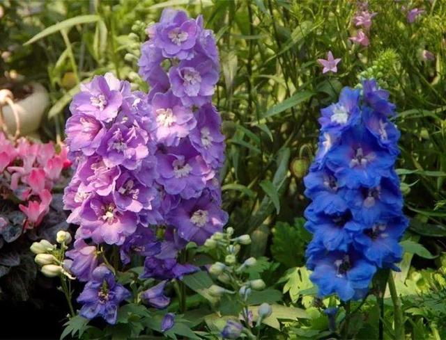 家裡光照不好，她爬房頂養花，建成人人羨慕的花園！