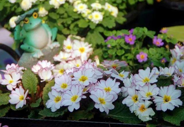 家裡光照不好，她爬房頂養花，建成人人羨慕的花園！