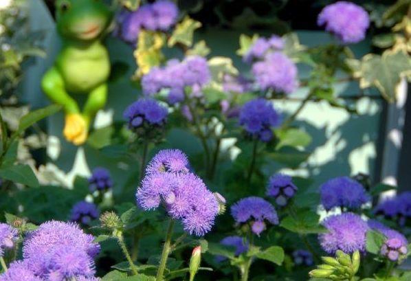 家裡光照不好，她爬房頂養花，建成人人羨慕的花園！