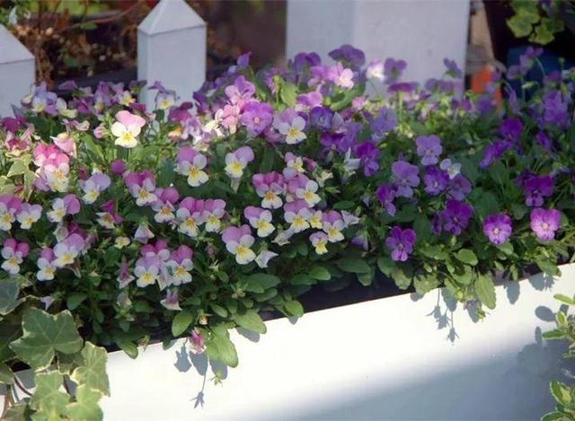 家裡光照不好，她爬房頂養花，建成人人羨慕的花園！