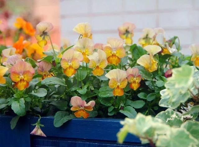 家裡光照不好，她爬房頂養花，建成人人羨慕的花園！