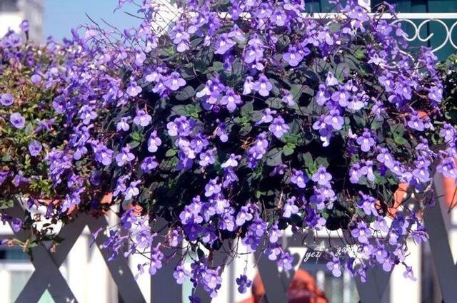 家裡光照不好，她爬房頂養花，建成人人羨慕的花園！