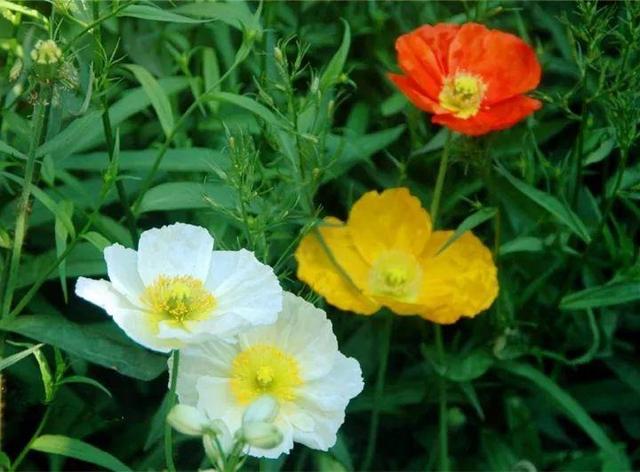 家裡光照不好，她爬房頂養花，建成人人羨慕的花園！