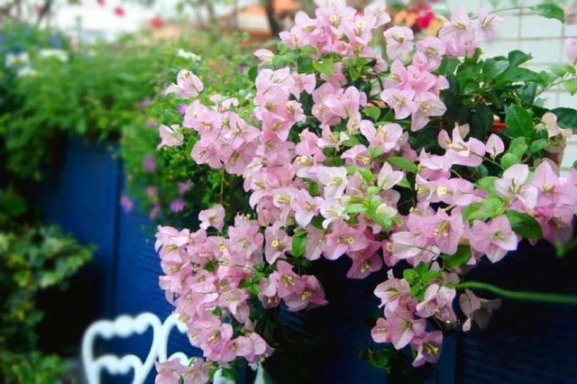 家裡光照不好，她爬房頂養花，建成人人羨慕的花園！