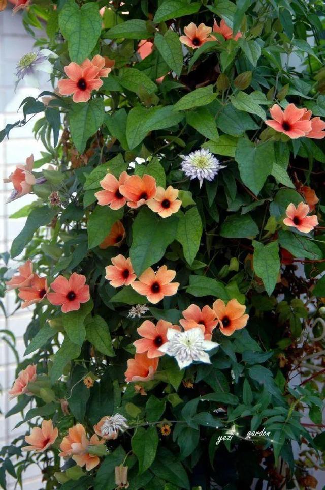 家裡光照不好，她爬房頂養花，建成人人羨慕的花園！