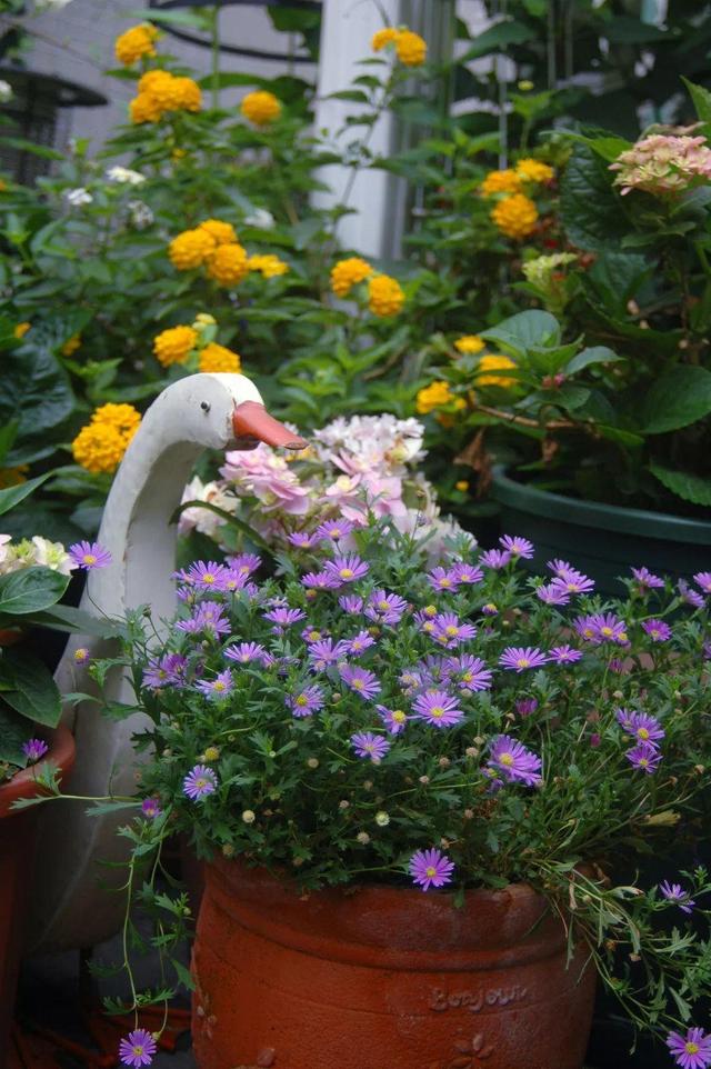 家裡光照不好，她爬房頂養花，建成人人羨慕的花園！