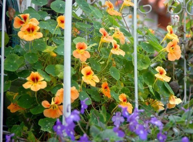 家裡光照不好，她爬房頂養花，建成人人羨慕的花園！