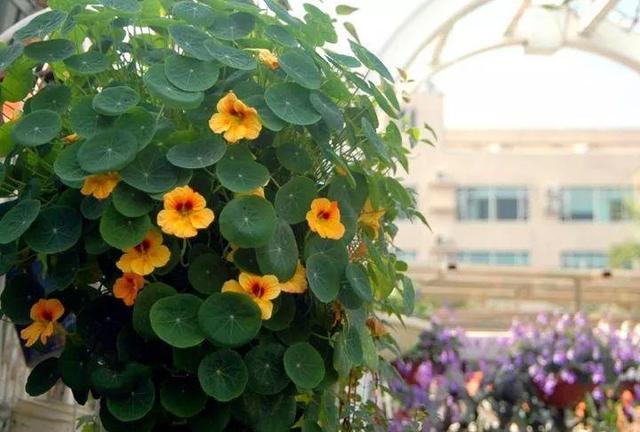 家裡光照不好，她爬房頂養花，建成人人羨慕的花園！