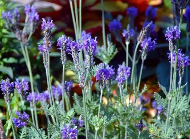 家裡光照不好，她爬房頂養花，建成人人羨慕的花園！