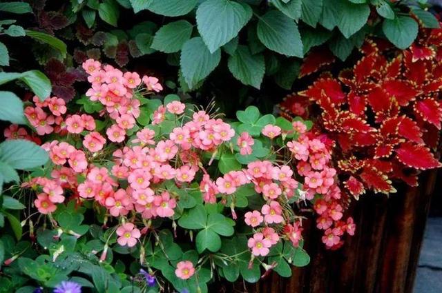 家裡光照不好，她爬房頂養花，建成人人羨慕的花園！