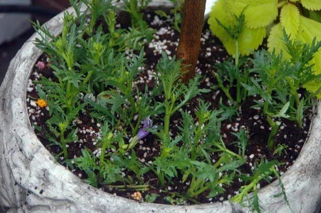 家裡光照不好，她爬房頂養花，建成人人羨慕的花園！