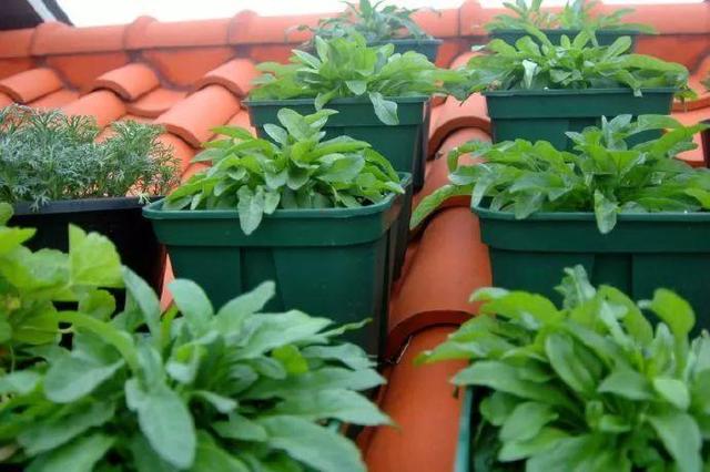 家裡光照不好，她爬房頂養花，建成人人羨慕的花園！