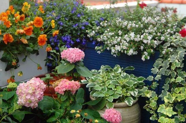 家裡光照不好，她爬房頂養花，建成人人羨慕的花園！