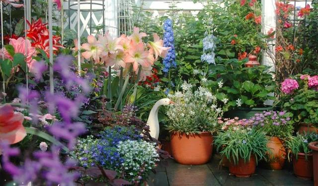 家裡光照不好，她爬房頂養花，建成人人羨慕的花園！