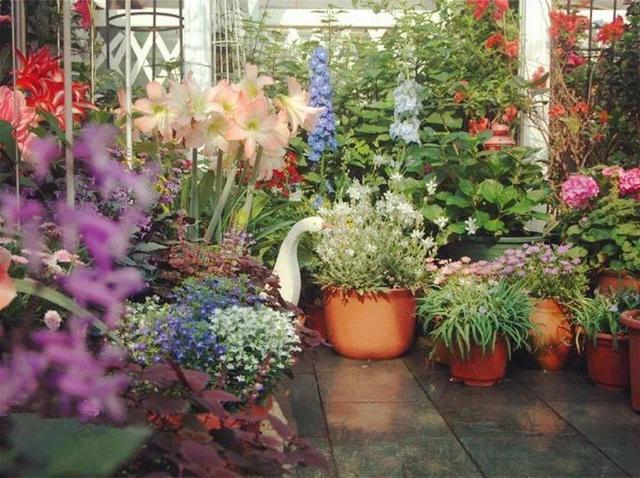 家裡光照不好，她爬房頂養花，建成人人羨慕的花園！