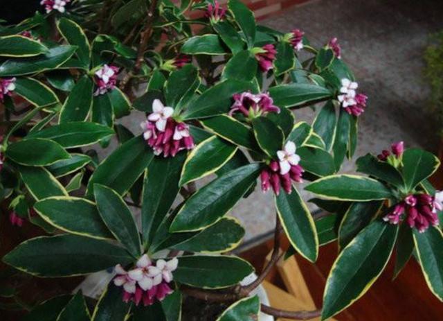 金邊瑞香花謝後做好四步養護，新芽“冒不停”，株型更美觀