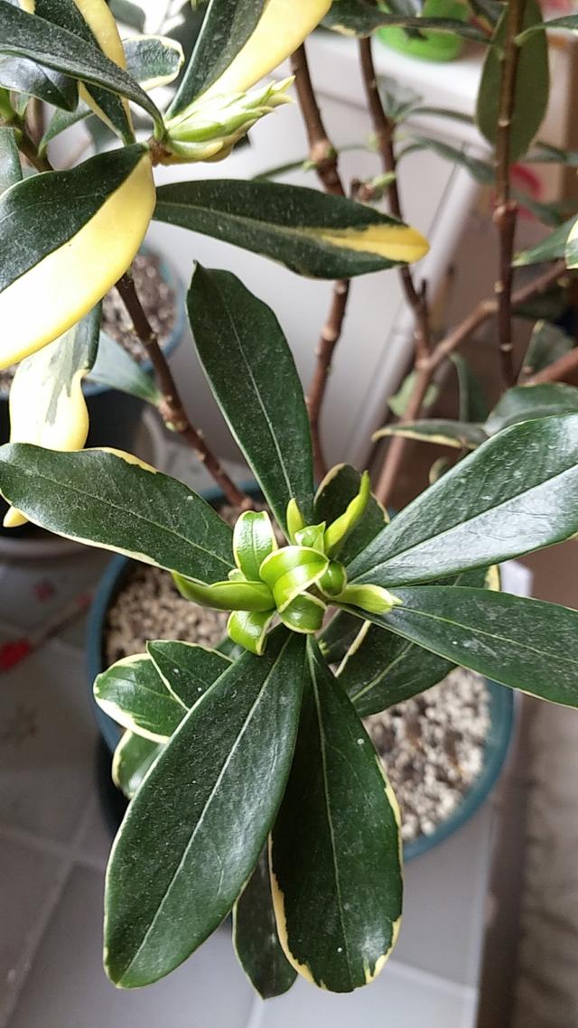 金邊瑞香花謝後做好四步養護，新芽“冒不停”，株型更美觀