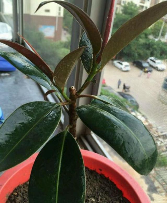 微風不燥，陽光正好，橡皮樹、茶花扦插季節來了，不要錯過