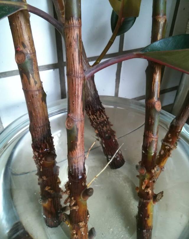 微風不燥，陽光正好，橡皮樹、茶花扦插季節來了，不要錯過