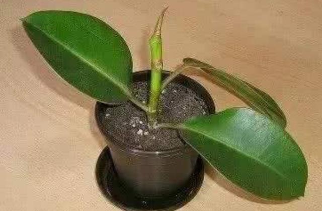 微風不燥，陽光正好，橡皮樹、茶花扦插季節來了，不要錯過