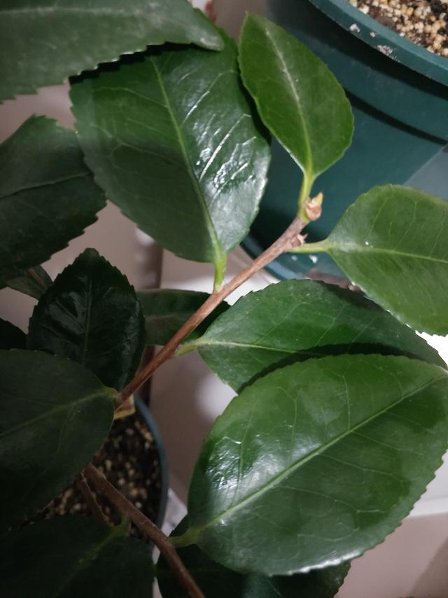 微風不燥，陽光正好，橡皮樹、茶花扦插季節來了，不要錯過