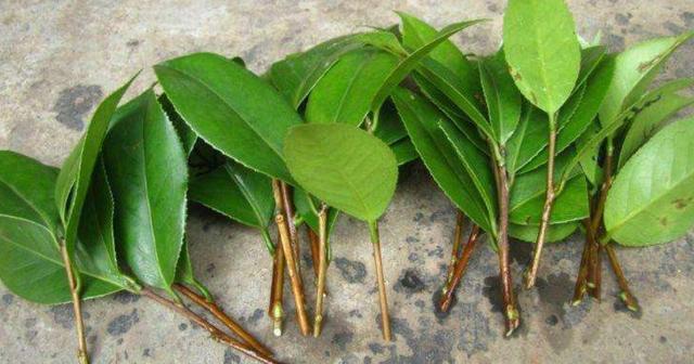 微風不燥，陽光正好，橡皮樹、茶花扦插季節來了，不要錯過