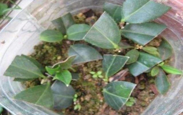 微風不燥，陽光正好，橡皮樹、茶花扦插季節來了，不要錯過