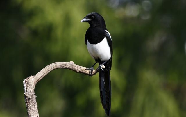 報喜鳥——喜鵲，為何會讓農民頭疼不已？