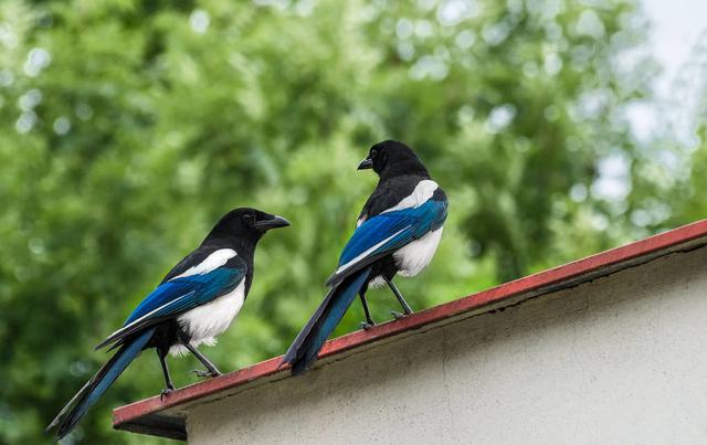 報喜鳥——喜鵲，為何會讓農民頭疼不已？