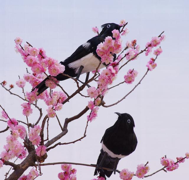 報喜鳥——喜鵲，為何會讓農民頭疼不已？