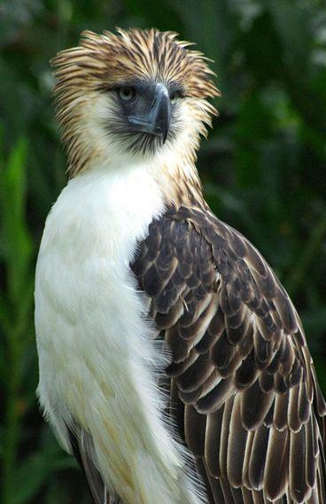 海洋島嶼中的6種頂級掠食者