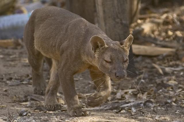 海洋島嶼中的6種頂級掠食者