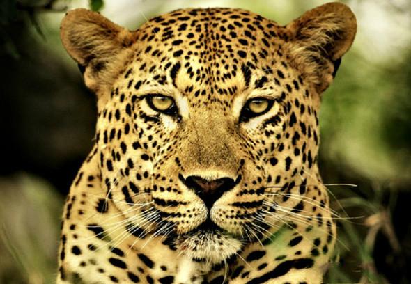 海洋島嶼中的6種頂級掠食者