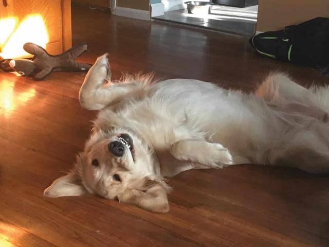 狗狗天天讓我摸肚子,真的是愛主人嗎? 難道是它撓不到肚子?