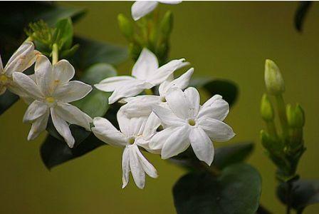 夏天將至，還在用驅蚊劑？ 家裡種上這些植物讓你和蚊子絕緣