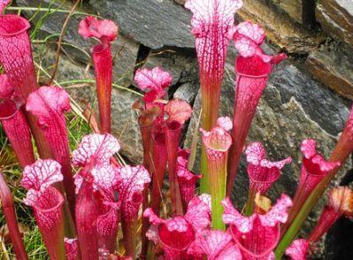 夏天將至，還在用驅蚊劑？ 家裡種上這些植物讓你和蚊子絕緣